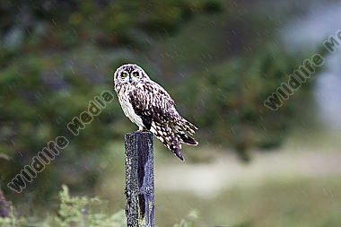 Sumpfohreule im Regen