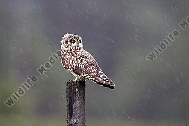 Sumpfohreule im Regen
