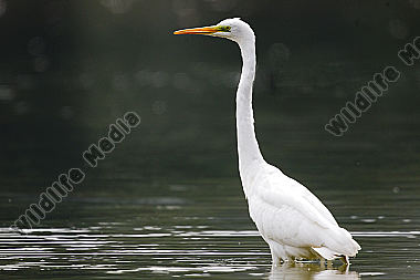 Silberreiher