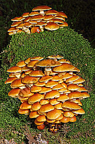 Stockschwämmchen