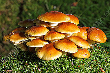 Stockschwämmchen
