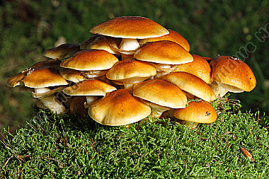 Stockschwämmchen