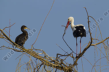 Weißtorch mit Nistmaterial und Kormoran