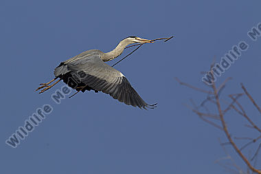 Graureiher im Flug