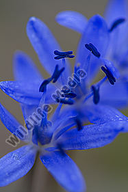 Zweiblättriger Blaustern