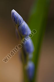 Zweiblättriger Blaustern