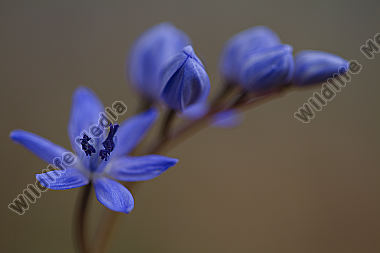 Zweiblättriger Blaustern
