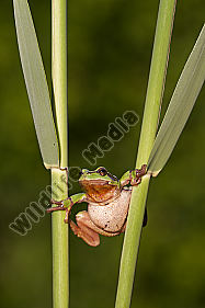 Laubfrosch / Common tree frog / hyla arborea