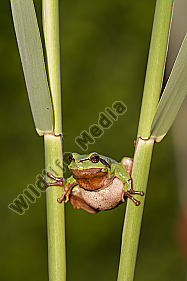Laubfrosch / Common tree frog / hyla arborea