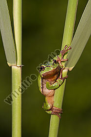 Laubfrosch / Common tree frog / hyla arborea