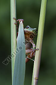 Laubfrosch / Common tree frog / hyla arborea