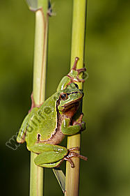 Laubfrosch / Common tree frog / hyla arborea