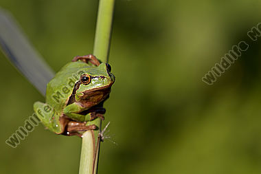 Laubfrosch / Common tree frog / hyla arborea