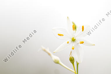 Graslilie