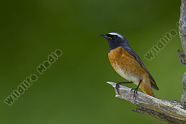 Gartenrotschwanz Vogel des Jahres 2011