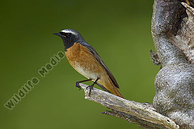 Gartenrotschwanz Vogel des Jahres 2011