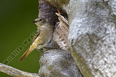 Gartenrotschwanz Vogel des Jahres 2011