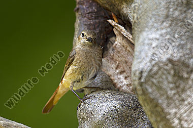 Gartenrotschwanz Vogel des Jahres 2011