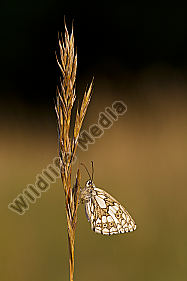 Schachbrettfalter