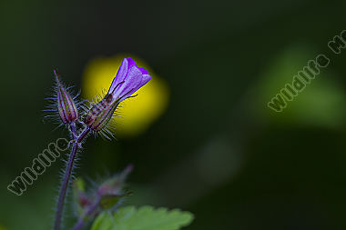 Storchschnabel / Geranium