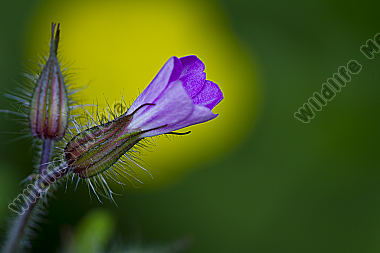 Storchschnabel / Geranium