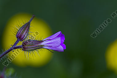 Storchschnabel / Geranium