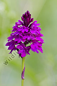 Spitzorchis
