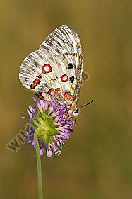 Roter Apollo / Pamassius apollo