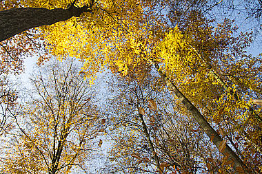 Herbstwald