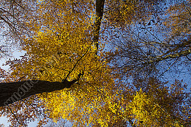 Herbstwald