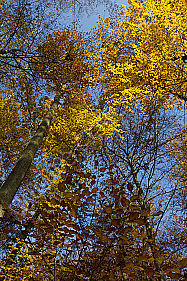 Herbstwald