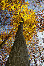 Herbstwald