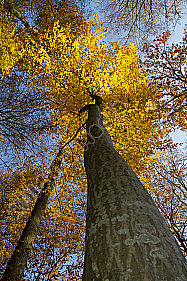 Herbstwald