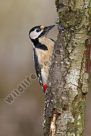Buntspecht Picoides major Great Spotted Woodpecker Vögel
