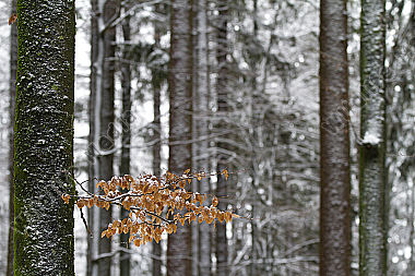 Winterwald