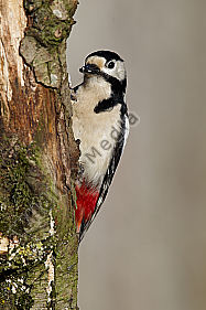 Buntspecht Picoides major Great Spotted Woodpecker Vögel