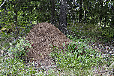 Ameisenhaufen