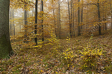Herbstwald