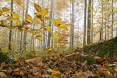 Herbstwald