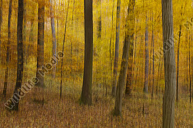 Herbstwald