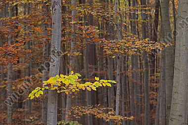 Herbstwald