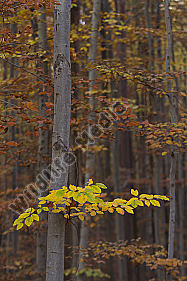 Herbstwald