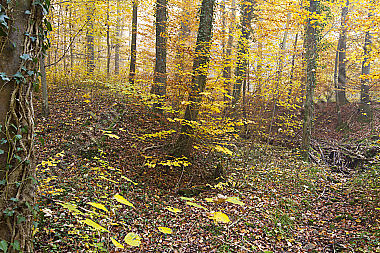 Herbstwald