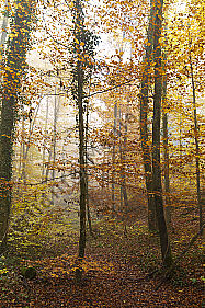 Herbstwald