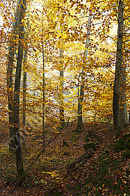 Herbstwald