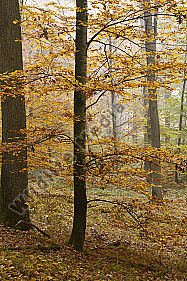 Herbstwald