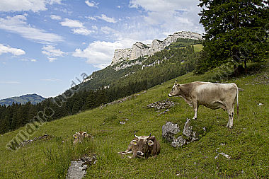 Appenzellerland Säntis Gebiet