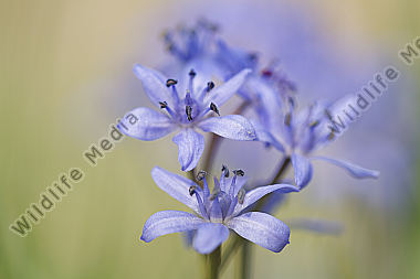 Zweiblättriger Blaustern / alpine squill / Scilla bifolia /