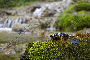 Feuersalamander an einem Bachlauf