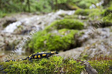 Feuersalamander an einem Bachlauf